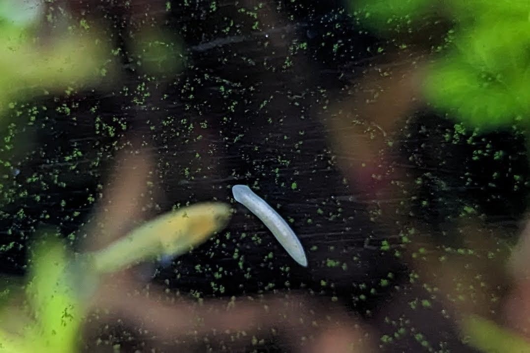 Planarien im Aquarium